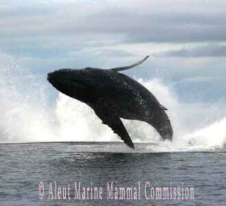 Whale breach