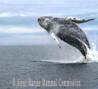 Whale breach