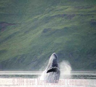 Whale breach
