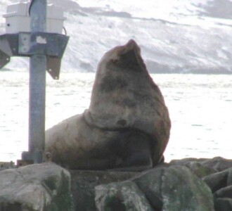 Sealion