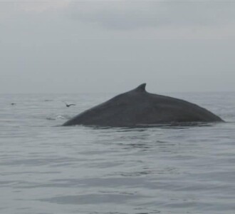 Humpback Whale, Hot Springs Bay, Akutan 9/12/2009