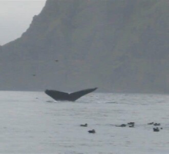 Humpback Whale, Hot Springs Bay