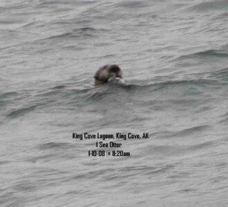 Sea otter