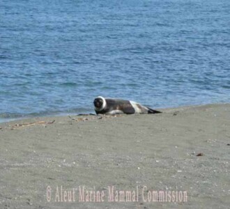 Ribbon seal