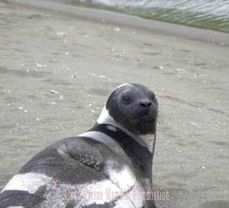 Ribbon seal