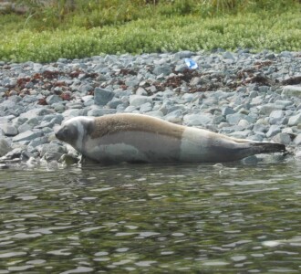 Ribbon seal spotted in Captains Bay