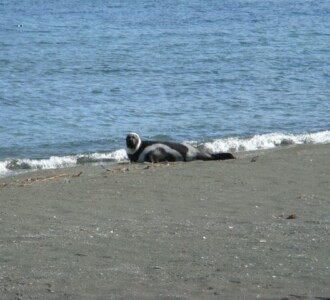 Ringed Seal, Summer Bay 8/5/2007