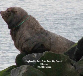 Sea lion, King Cove