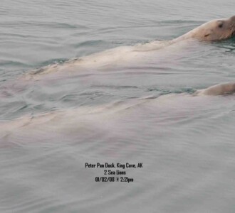 2 Sea lions