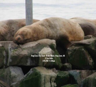 Sea lions