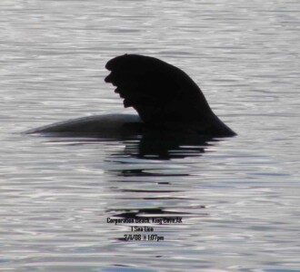 Whale breach