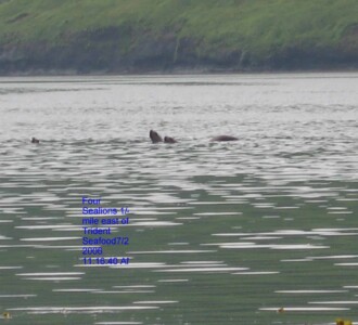 Steller Sea Lions near Akutan 7/2/2006