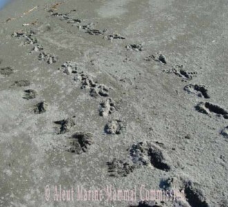 Tracks