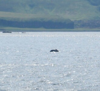 Whale breach