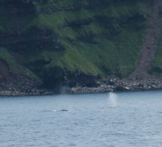 Whale blow